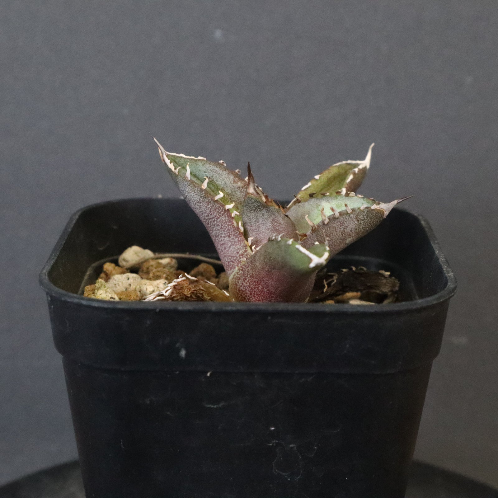DRAGON AGAVE】 Dennis040 EC1259 – TaiShoDo ONLINE SHOP