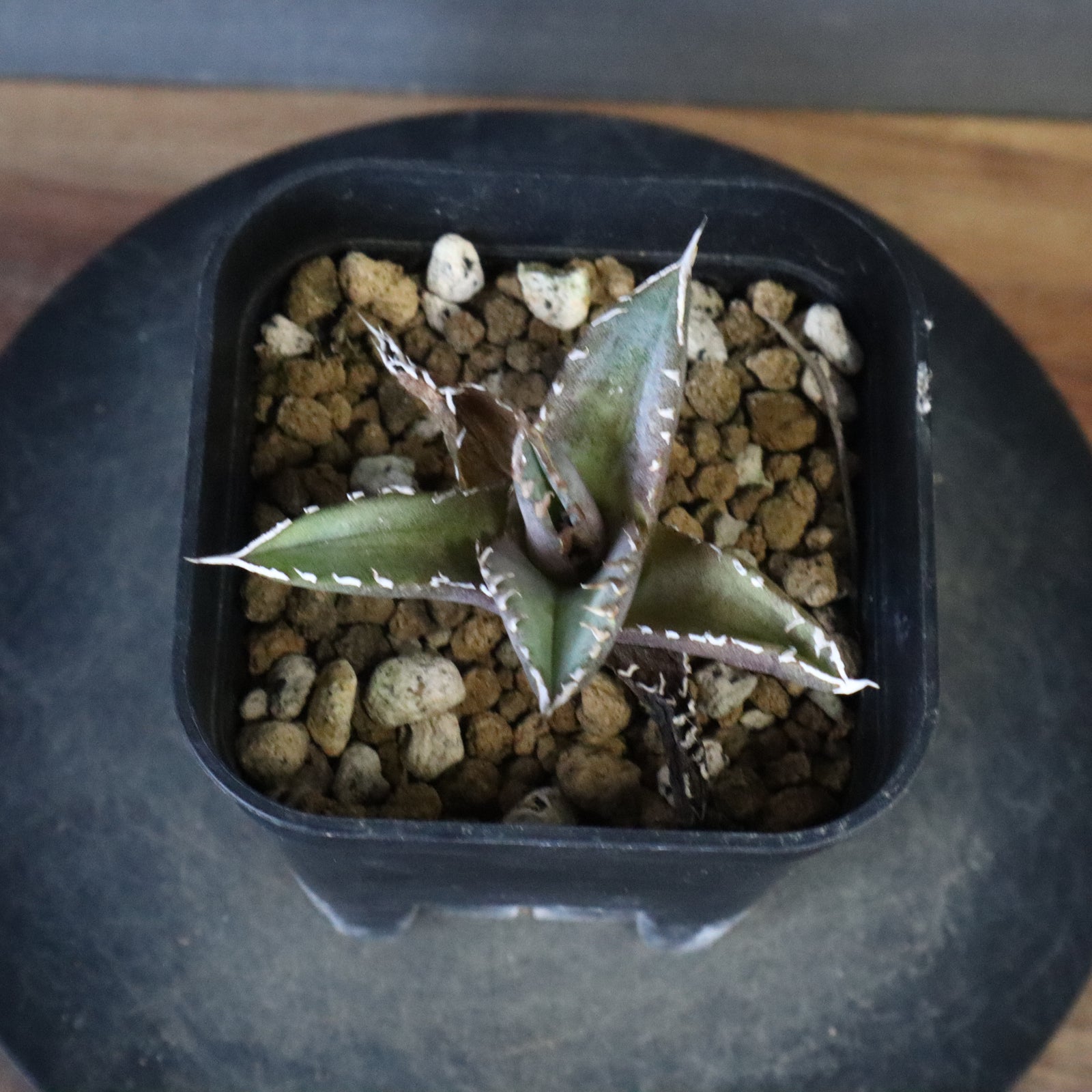 DRAGON AGAVE】 Dennis040 EC1259 – TaiShoDo ONLINE SHOP
