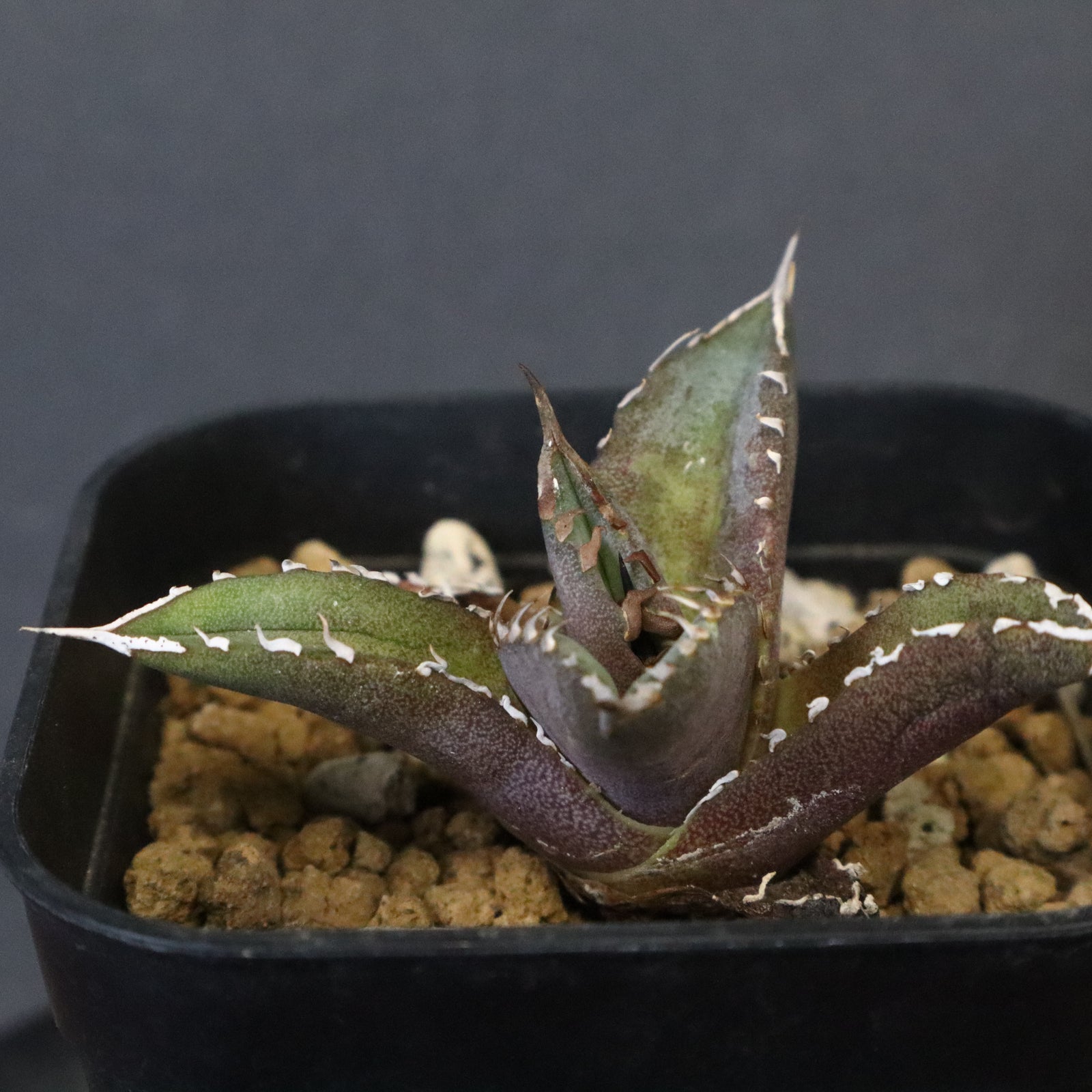 DRAGON AGAVE】 Dennis040 EC1259 – TaiShoDo ONLINE SHOP
