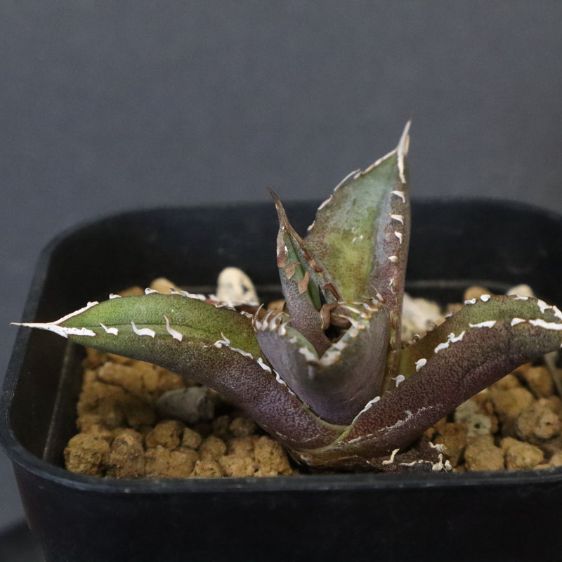 DRAGON AGAVE】 Dennis040 EC1259 – TaiShoDo ONLINE SHOP