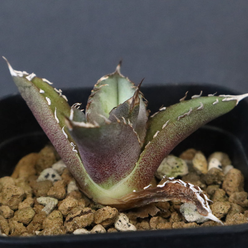 DRAGON AGAVE】 Dennis040 EC1259 – TaiShoDo ONLINE SHOP