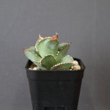 アガベ 鰐亀 (大) EC2479