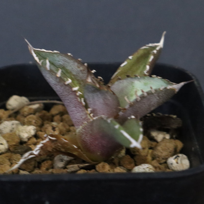 DRAGON AGAVE】 Dennis040 EC1259 – TaiShoDo ONLINE SHOP