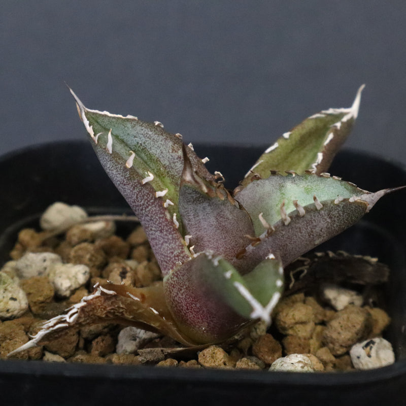 DRAGON AGAVE】 Dennis040 EC1259 – TaiShoDo ONLINE SHOP
