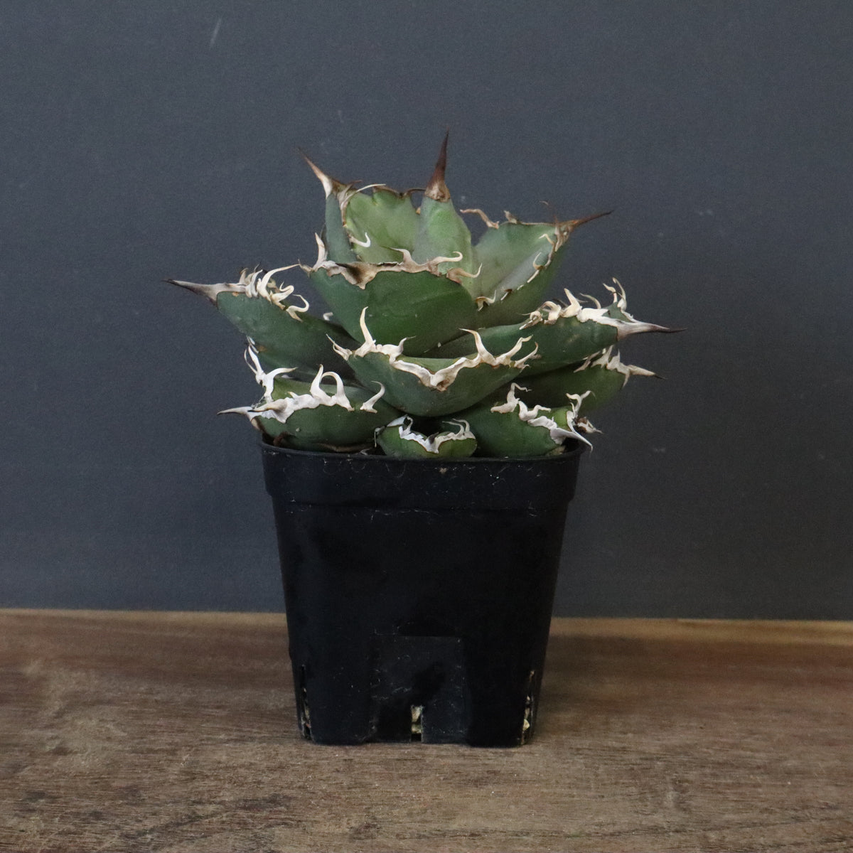 希少　Agaves 洋書　アガベ 希少 Agaves 洋書 アガベ Agaves アガベ 希少洋書