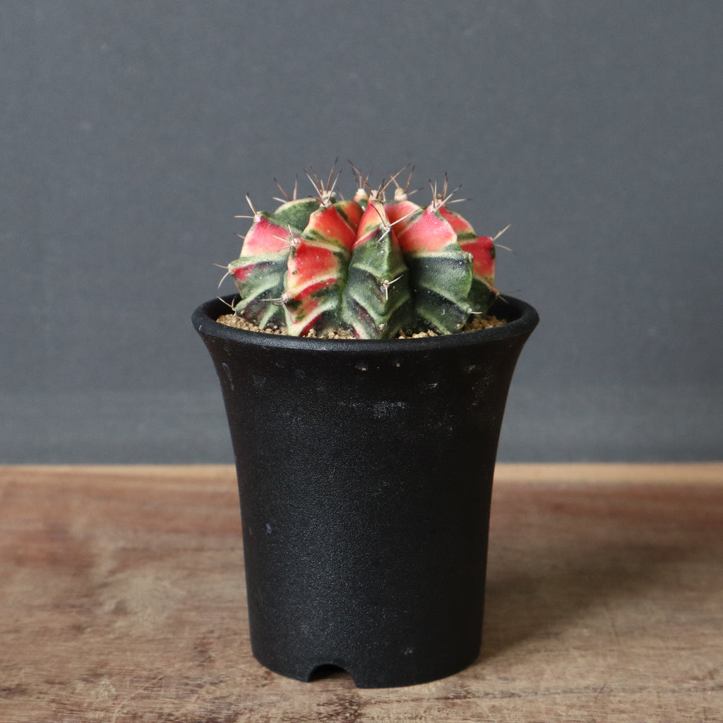 ギムノカリキウム実生 ミハノビッチ 牡丹玉錦 EC604 – TaiShoDo