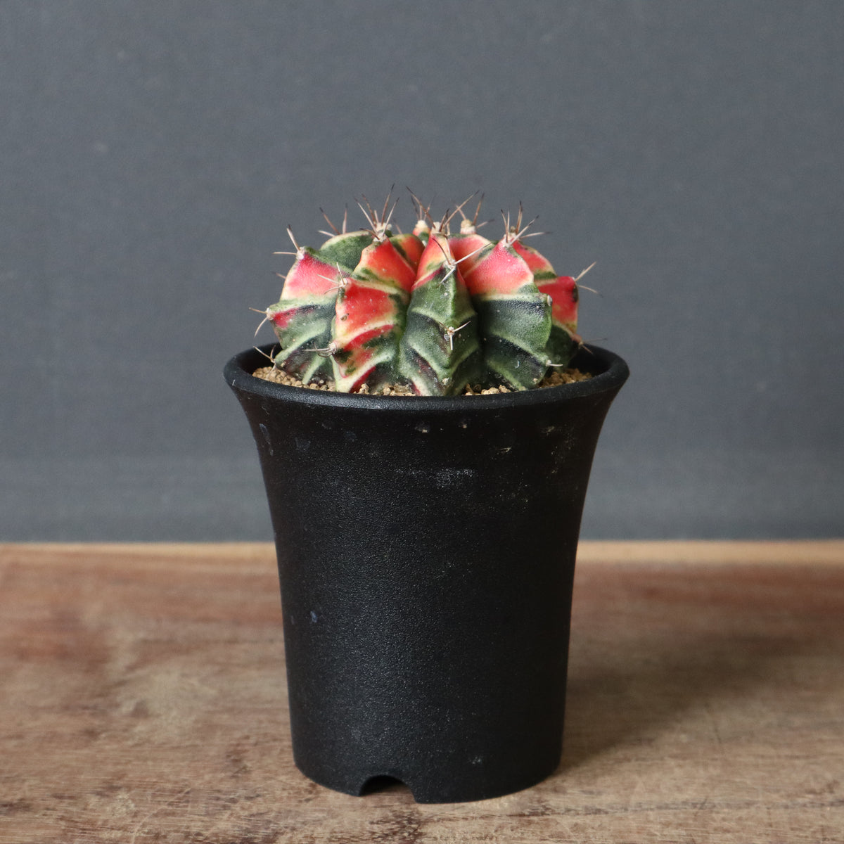 TaiShoDo ONLINE SHOP 塊根植物 多肉植物通販