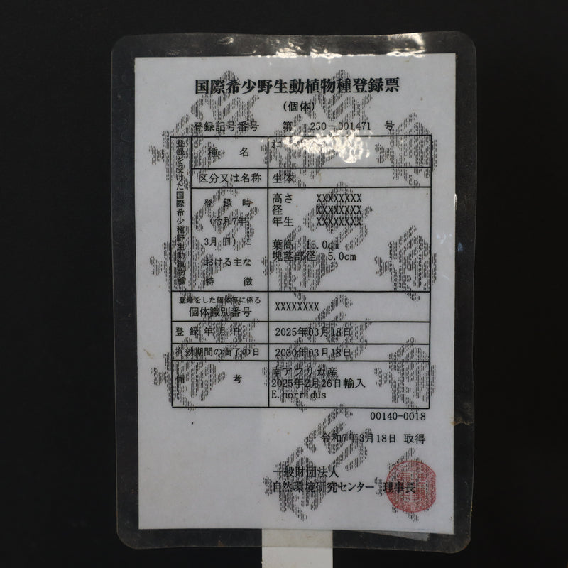 エンセファラルトス ホリダス 55 – TaiShoDo ONLINE SHOP