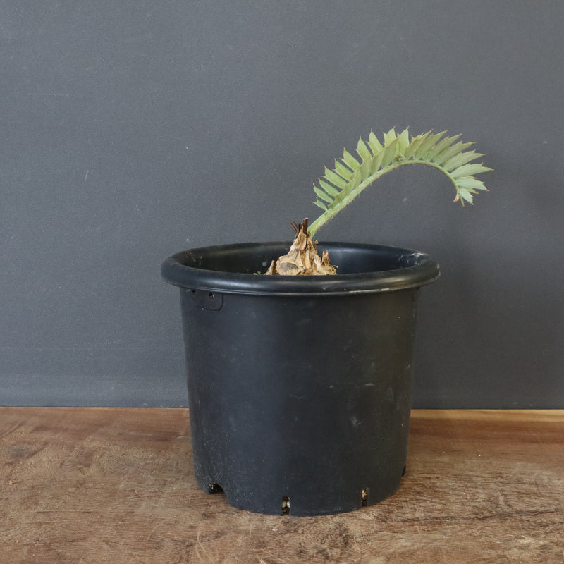 エンセファラルトス ホリダス 55 – TaiShoDo ONLINE SHOP