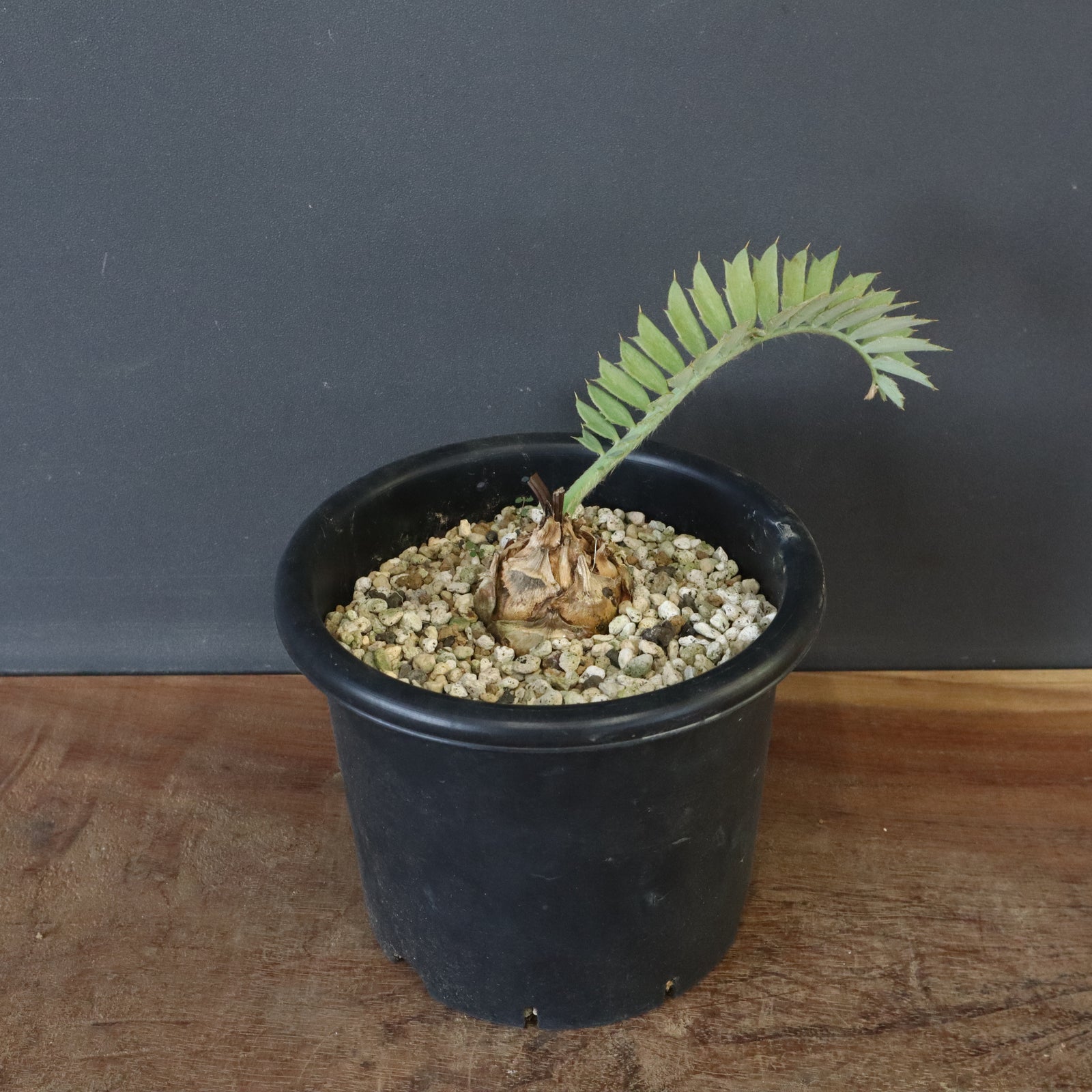 エンセファラルトス ホリダス エンセファラルトス ホリダス 55 – TaiShoDo ONLINE SHOP