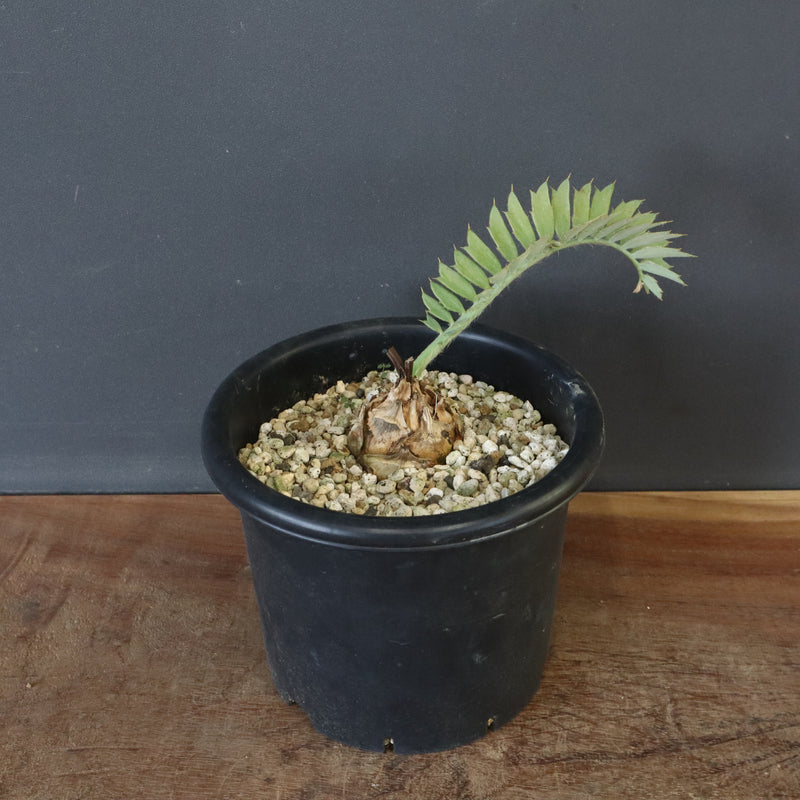 最強セール３エンセファラルトス ホリダス エンセファラルトス ホリダス 55 – TaiShoDo ONLINE SHOP