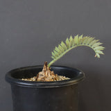 エンセファラルトス ホリダス 55