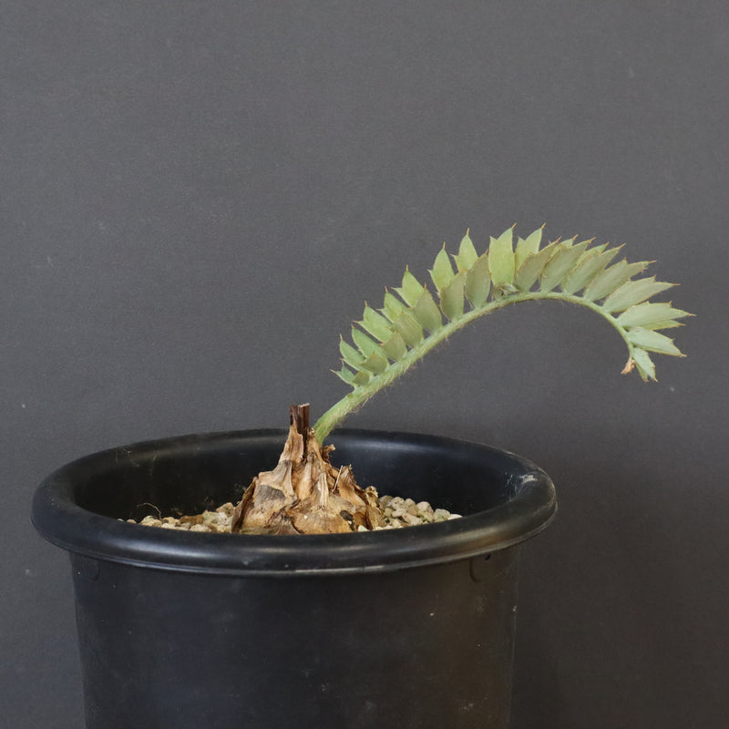 エンセファラルトス ホリダス 55 – TaiShoDo ONLINE SHOP