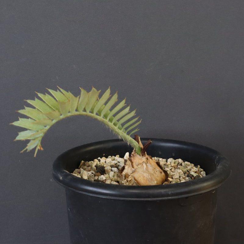 エンセファラルトス ホリダス 55 – TaiShoDo ONLINE SHOP