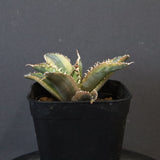 アガベ フィリグリー錦　EC1261