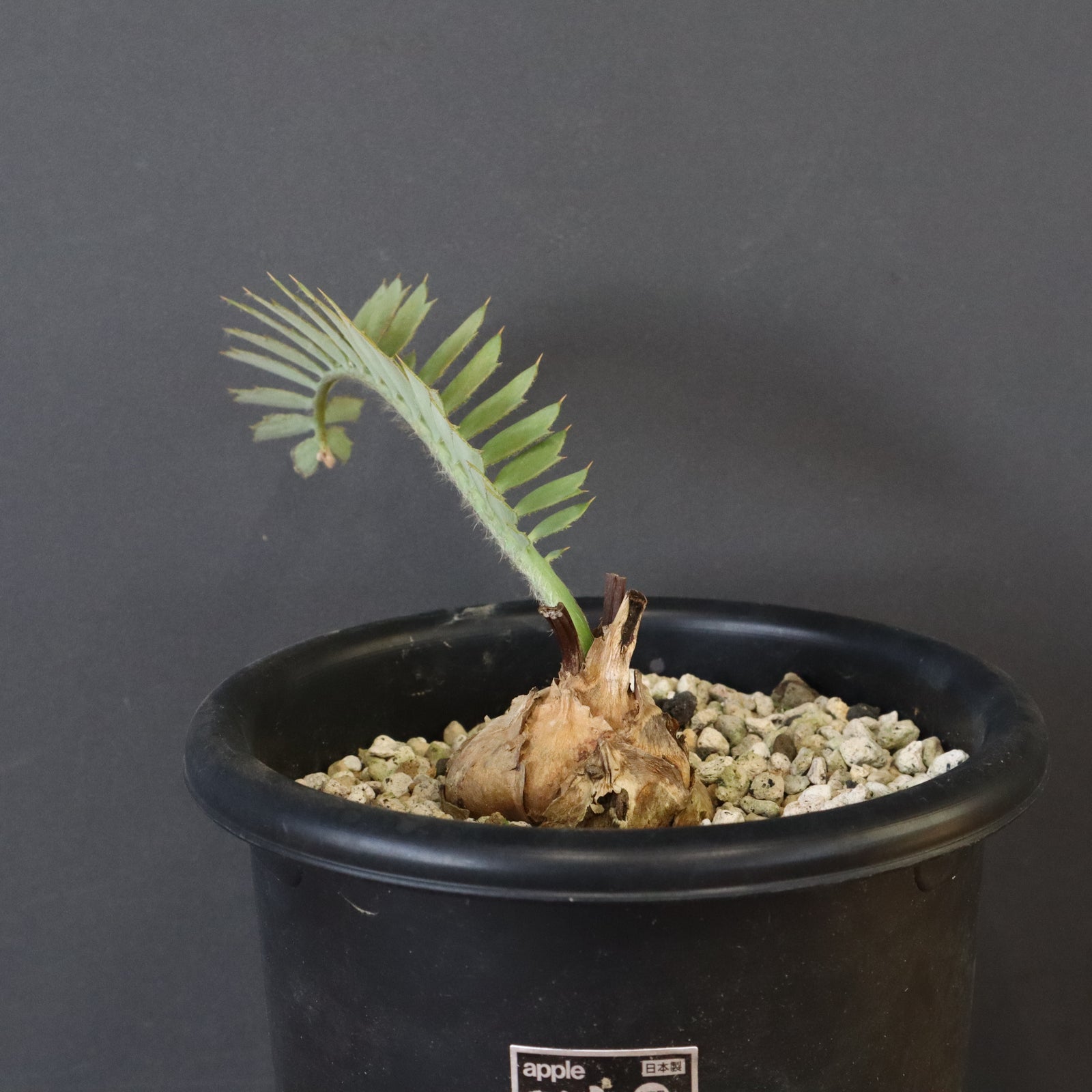 エンセファラルトス ホリダス 55 – TaiShoDo ONLINE SHOP