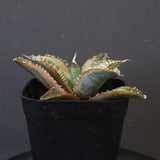 アガベ フィリグリー錦　EC1261