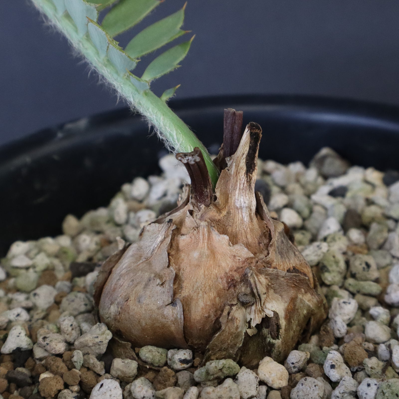 1お盆限定セール エンセファラルトス ホリダス 特大 丸株 コレクション級 1お盆限定セール エンセファラルトス ホリダス 特大 丸株 コレクション