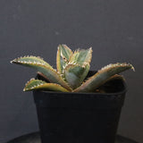 アガベ フィリグリー錦　EC1261