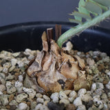 エンセファラルトス ホリダス 55