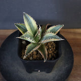 アガベ フィリグリー錦　EC1261