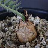 エンセファラルトス ホリダス 55