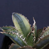 アガベ フィリグリー錦　EC1261