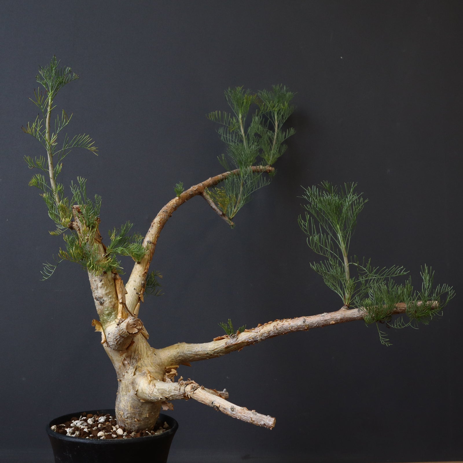 C.クラウセリアナ 4 – TaiShoDo ONLINE SHOP