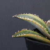 アガベ フィリグリー錦　EC1261