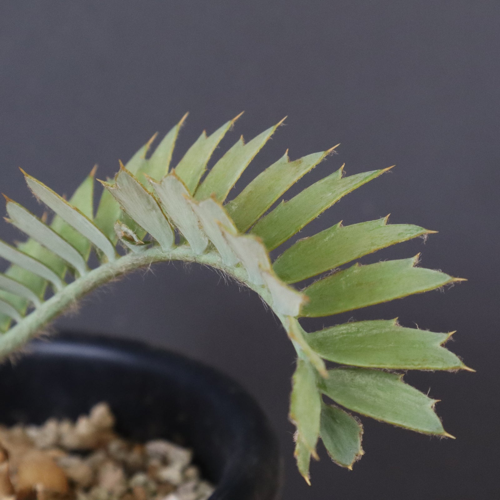 エンセファラルトス ホリダス 55 – TaiShoDo ONLINE SHOP