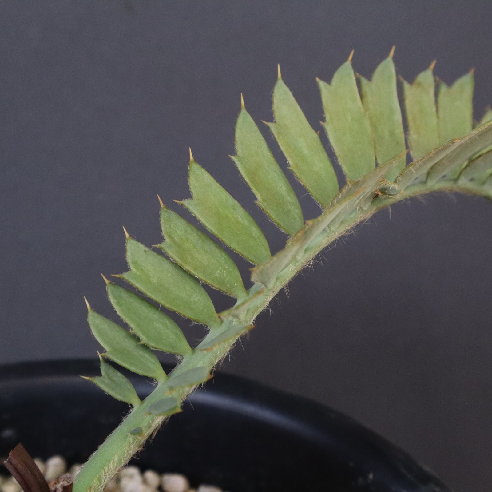 エンセファラルトス ホリダス 55 – TaiShoDo ONLINE SHOP