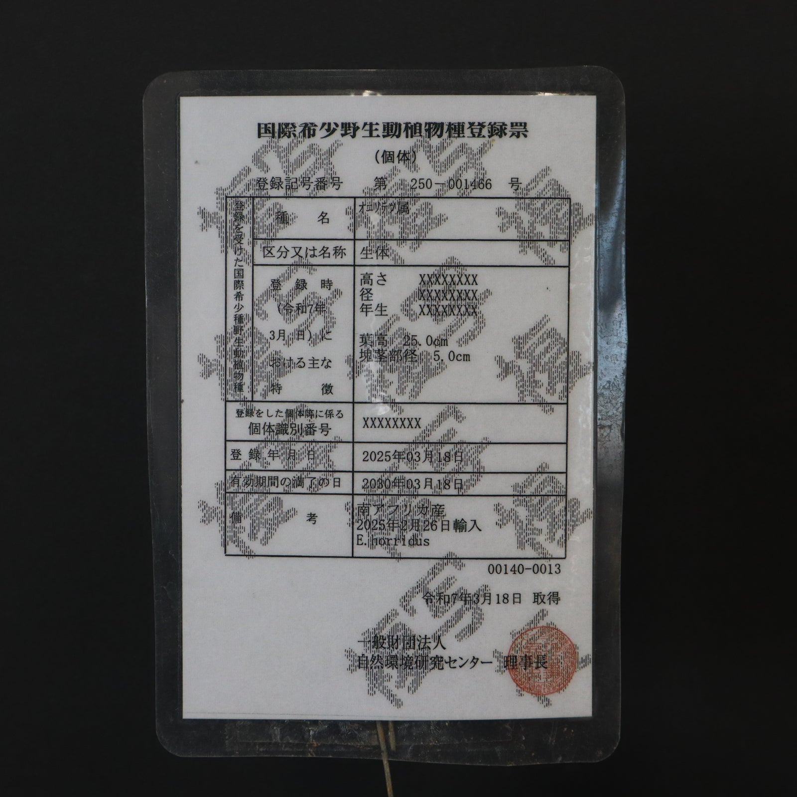 エンセファラルトス ホリダス 67 – TaiShoDo ONLINE SHOP