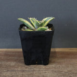 アガベ フィリグリー錦　EC1262