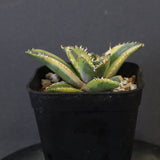 アガベ フィリグリー錦　EC1262