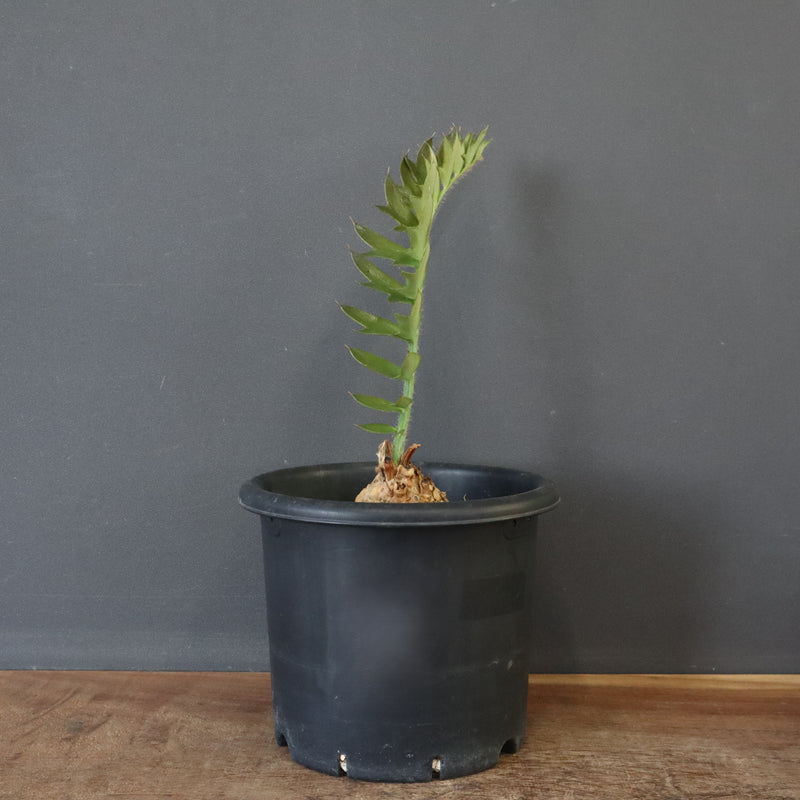 エンセファラルトス ホリダス 67 – TaiShoDo ONLINE SHOP