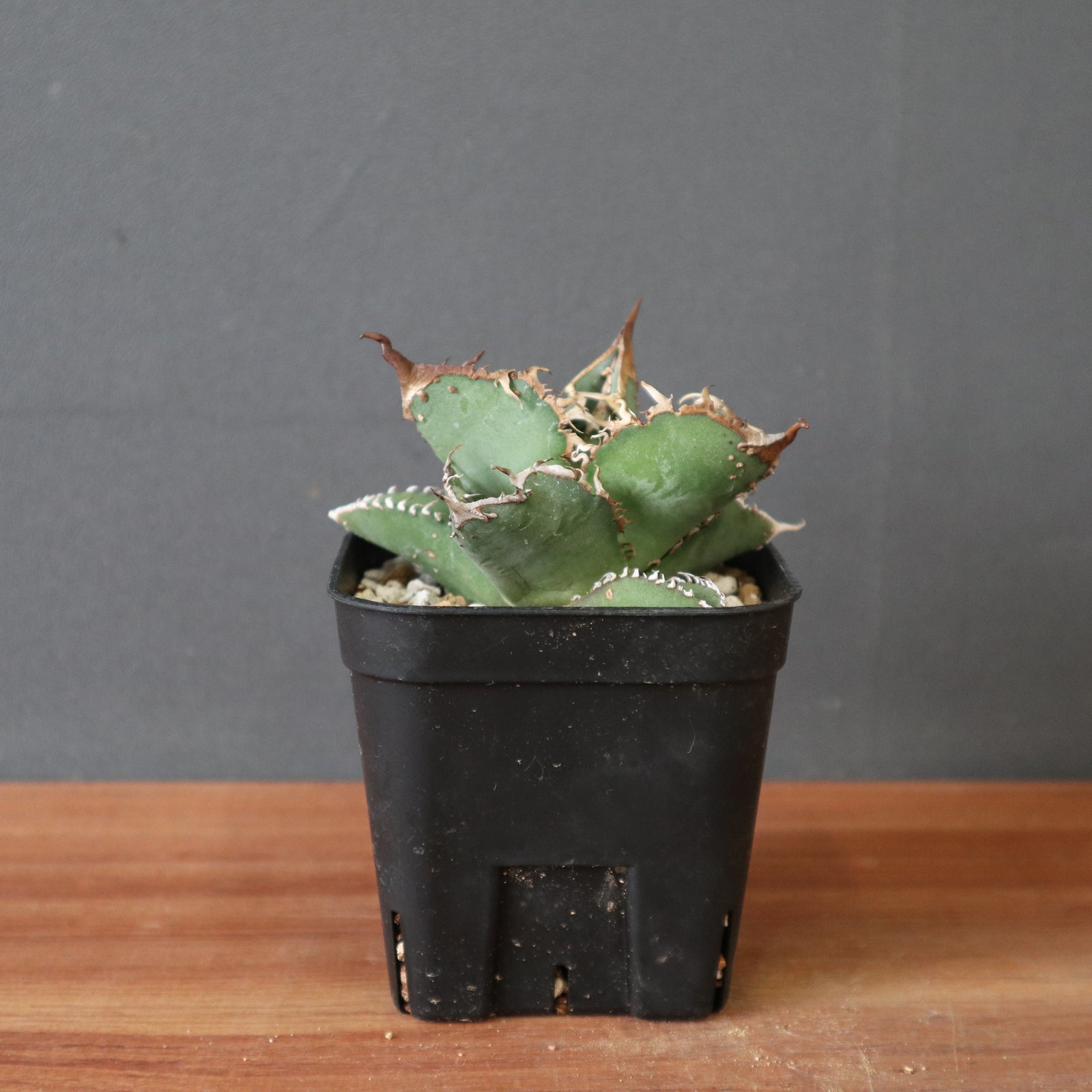 アガベ ノーネーム　ぶつぶつ① agave noname アガベ ノーネーム (ブツブツ) EC2431 – TaiShoDo ONLINE SHOP