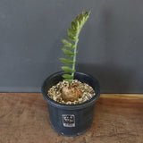 エンセファラルトス ホリダス 67