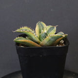 アガベ フィリグリー錦　EC1262