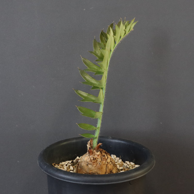 エンセファラルトス ホリダス 67 – TaiShoDo ONLINE SHOP