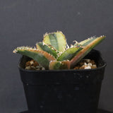 アガベ フィリグリー錦　EC1262