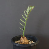 エンセファラルトス ホリダス 67