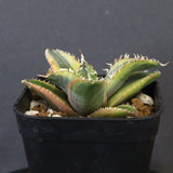 アガベ フィリグリー錦　EC1262