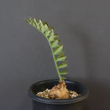 エンセファラルトス ホリダス 67