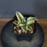 アガベ フィリグリー錦　EC1262