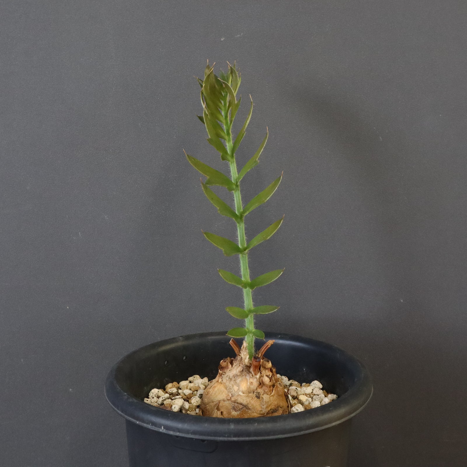 エンセファラルトス ホリダス 67 – TaiShoDo ONLINE SHOP