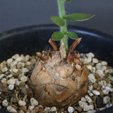 エンセファラルトス ホリダス 67