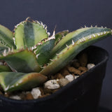 アガベ フィリグリー錦　EC1262