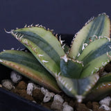 アガベ フィリグリー錦　EC1262