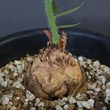 エンセファラルトス ホリダス 67