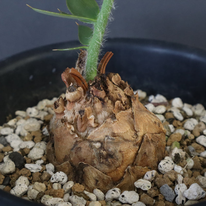 超美株】エンセファラルトス・ホリダス 登録票あり 超美株】エンセファ